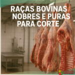 Raças Bovinas Nobres e Puras para Corte