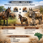 MUARES – PARTE 2