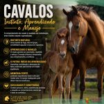 Cavalos: Comportamentos Natos e Influência do Manejo