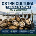 Ostreicultura: criação de ostras em cativeiro impulsiona produção sustentável e gera oportunidades econômicas