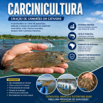 Carcinicultura: a criação de camarões em cativeiro impulsiona o agronegócio brasileiro